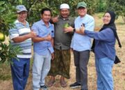 KTH Makmur Tambak Ukir Situbondo Studi Banding Budidaya Alpukat di Sidoarjo