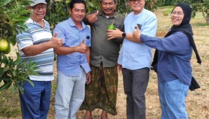 KTH Makmur Tambak Ukir Situbondo Studi Banding Budidaya Alpukat di Sidoarjo